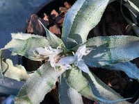 Graines de Agave Bulliana