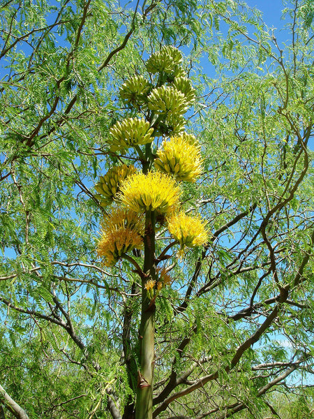 Graines de Agave Chrysantha