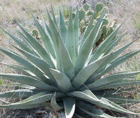 Graines de Agave Chrysantha