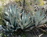 Graines de Agave Deserti var. Pringlei