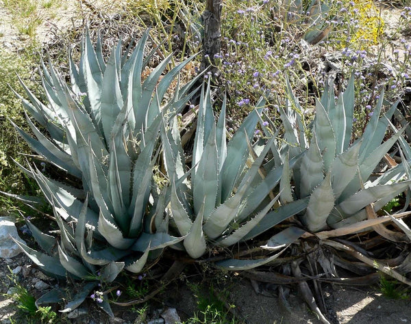 Graines de Agave Deserti var. Pringlei