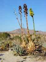 Graines de Agave Deserti var. Pringlei