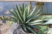 Graines de Agave Difformis