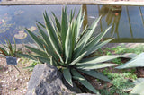 Graines de Agave Difformis