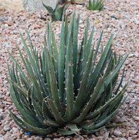 Graines de Agave Difformis