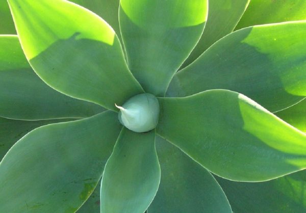 Graines de Agave Ellemeetiana