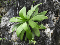 Graines de Agave Ellemeetiana