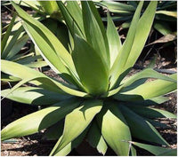 Graines de Agave Ellemeetiana
