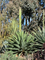 Graines de Agave Gentryi