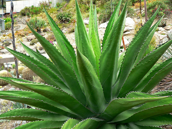 Graines de Agave Gentryi