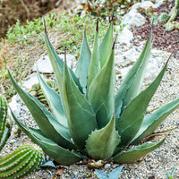 Graines de Agave Gentryi