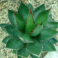 Graines de Agave Ghiesbreghtii