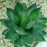 Graines de Agave Ghiesbreghtii