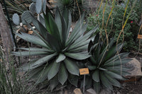 Graines de Agave Ghiesbreghtii