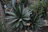 Graines de Agave Ghiesbreghtii