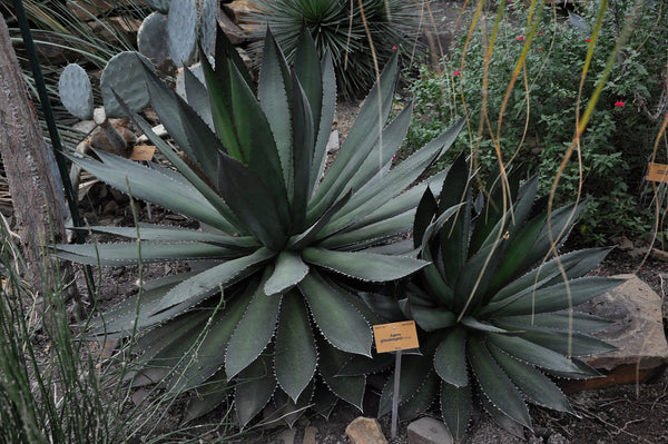 Graines de Agave Ghiesbreghtii
