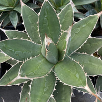 Graines de Agave Ghiesbreghtii