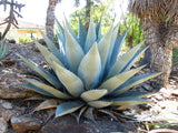 Graines de Agave Havardiana
