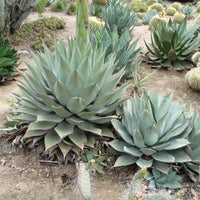 Graines de Agave Havardiana