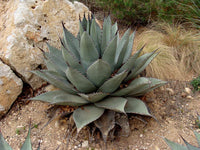Graines de Agave Havardiana