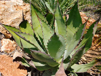 Graines de Agave Inaequidens subsp. inaequidens