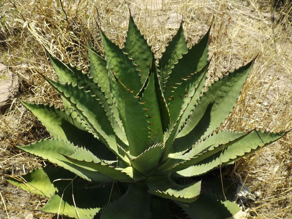 Graines de Agave Inaequidens subsp. inaequidens