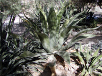 Graines de Agave Inaequidens subsp. inaequidens