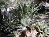Graines de Agave Inaequidens subsp. inaequidens