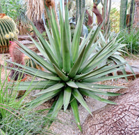 Graines de Agave Kerchovei