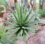 Graines de Agave Kerchovei