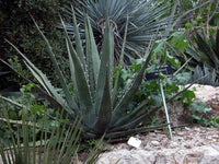 Graines de Agave Kerchovei