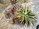Graines de Agave Kerchovei