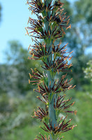 Graines de Agave Lechuguilla