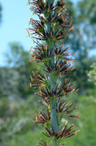 Graines de Agave Lechuguilla