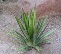 Graines de Agave Lechuguilla