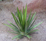 Graines de Agave Lechuguilla