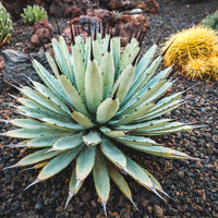 Graines de Agave Macroacantha