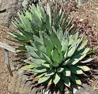 Graines de Agave Macroacantha