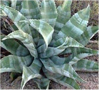 Graines de Agave Marmorata
