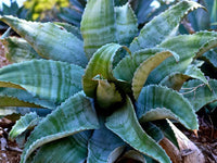 Graines de Agave Marmorata