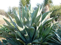 Graines de Agave Marmorata