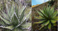Graines de Agave Megalodonta