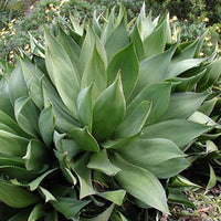 Graines de Agave Mitis var. Mitis