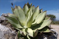 Graines de Agave Mitis var. Mitis