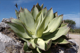 Graines de Agave Mitis var. Mitis