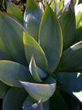 Graines de Agave Mitis var. Mitis