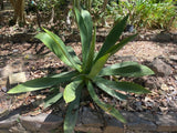 Graines de Agave Nayaritensis