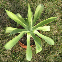 Graines de Agave Nayaritensis