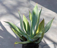 Graines de Agave Nayaritensis