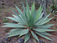 Graines de Agave Obscura
